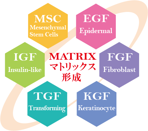 マトリックス形成